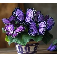 Biji Benih KELADI Ungu Caladium Purple Butterfly Seed - 5 Seed