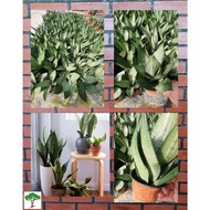 SJH - Sansevieria Silver Green / Snake Plant / 银绿虎尾兰(短叶) [Real Plant/Live Plant/Bunga Hidup]