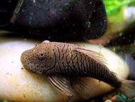 [Livestock] Bull Dog Pleco (L187B ) | Simply Aquatics | Aquatic Fish | Aquarium |Small Medium Pet Fishes | Live Fish Pets