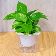 黃金葛 免澆水方形盆栽 室內植物 觀葉植物 禮物 盆栽 辦公室小物