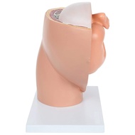 【Best value for money】 Human Pregnancy Fetal Development 9th Month Embryonic Pelvic Model Fetus Foet