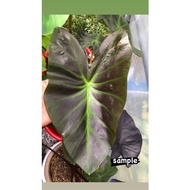 Colocasia aloha