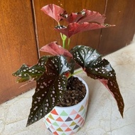 tanaman hias begonia mocca polkadot - begonia maculata
