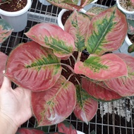 Aglonema Cunkwok Aglaonema Cunkwok jumbo