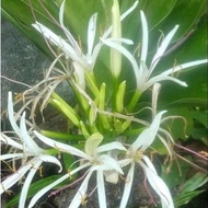 发财蒜（Crinum Superbum)小棵（anakpokok）