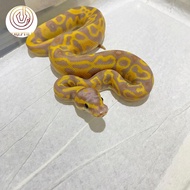 Banana Leopard Ball python Combo Morph
