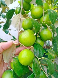 bibit apel putsa / apel india