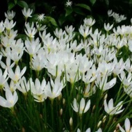 Tanaman Hias Rain Lily -tanaman hias hidup-bunga hias-bunga hidup