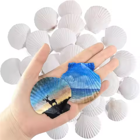 G6-30 Pcs Natural Scallop Shells 2-3 Inch White Seashells For Crafts DIY Painting And Ocean Summer B