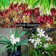 Pokok Bawang Dayak.Herba