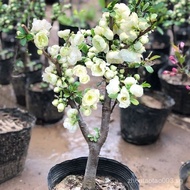 Begonia Four Seasons Begonia Courtyard Seedling Old Potted Plant Four Seasons Double Petal Longevity