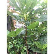 Keratan Batang Pokok Tin