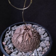 天眼) 南非龜甲龍   5.8cm   連 花盆 塊根 植物 盆栽 Plant  caudex 非象牙宮【實拍。只此一盆】 👑 9年老店
