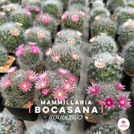 แมมขนแมว Mammillaria Bocasana แคคตัส กระบองเพชร cactus&amp;succulent