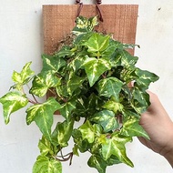 【常春藤(綠白)】植物上板 開幕送禮 開幕 觀葉植物 室內植物