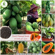 【Local Growing】 Sweet and Juicy Papaya Seeds for planting (10 seeds per pack) Dwarf Fruit Plant Seed