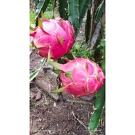 Anak pokok buah naga isi merah (dragon fruit)