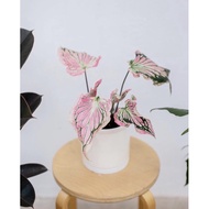 Yam with Akmal Shops