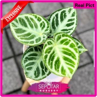 [Dijual] anthurium dorayaki silver blush - tanaman hias kuping gajah