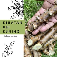 🥔 READY STOCK Keratan Ubi Kayu Kuning Mentega