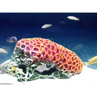 Sea Anemone Coral Reefs, Sea Anemone Coral Reefs, orange Anemone Corals, orange Coral