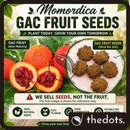 Momordica Gac Fruit Seeds 10 Seeds Biji Buah Gac Benih Pokok Gac 木鳖果种子