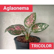 ❁✐✥AGLAONEMA TRICOLOR  - outdoor/indoor decoration plants