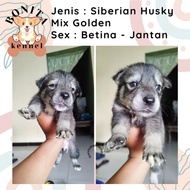 Siberian Husky Mix Golden Retriever Anak Anjing Husky Golden Original