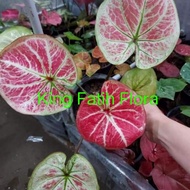 Size Remaja Caladium Tembikai/Caladium Semongko/Caladium Big Boss