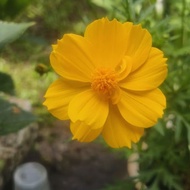 Anak pokok bunga kosmos oren / Cosmos Orange
