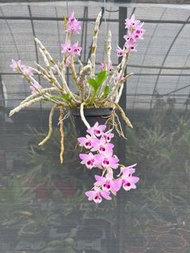 Dendrobium parishii ‘pink’ 石斛蘭