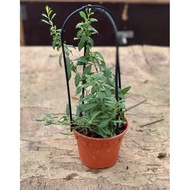 Goji berry Gojiberry plant fruiting wolfberries plant organic potted