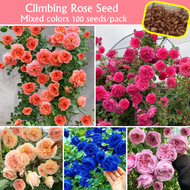 Climbing Rose Seed for Sale (100 Seeds/bag) Climbing Flower Seeds Flowering Plants Seeds Indoor Plants Outdoor Potted Live Plants for Sale Real Plants Air Plants Bonsai Seeds for Planting Flowers Gardening Flower Seeds Easy To Grow In Singapore