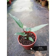 [Live Plant]  alocasia sarian 薩利安海芋/Pokok Keladi