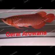 Ikan Arwana Super Red Spesial Dayung Panjang