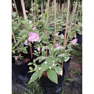 BUNGA KERTAS EVA  BATIK LIGHT PURPLE