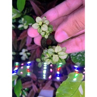 Anubis White Petite juvenile