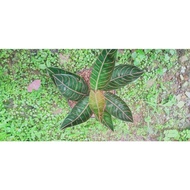 aglaonema Pride of Sumatra. varian black