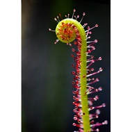 Drosera Filiformis Red Octopus Seeds