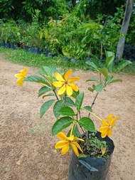 ต้นพุดน้ำบุศย์   ดอกสีเหลืองทองหอมมาก ดอกออกตลอดปี สูง70-80ซ.ม แบบกิ่งตอน
