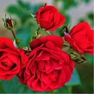 Tanaman Hias Bunga Mawar Hidup, Pohon Mawar, Bunga Mawar