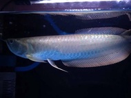 Arwana silver red 40 cm