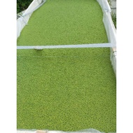 Azolla 1kg makanan tambahan
