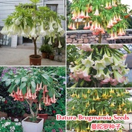 [Fast Germination] Malaysia Ready Stock Datura Brugmansia Seeds 50Pcs Four Seasons Potted Flower Seeds Pokok Bunga Hidup Benih Pokok Bunga Garden Decor Flower Plants Live Plants Air Plant Seed Plants for Sale Easy To Grow In The Local Home &amp; Garden