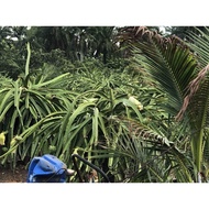 Benih buah naga@3117