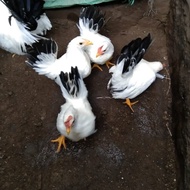 Sepasang Ayam Kate Chabo