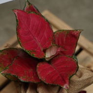 ONNI Plant Hampers - Aglaonema Red Anjamani
