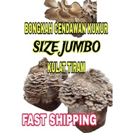 FAST SHIPPING BONGKAH KULAT SISIR CENDAWAN KUKUR READY STOCK