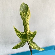 斑葉龍爪蔓綠絨 Philodendron 'Florida beauty'