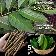 Salam Indonesian Bay Leaf Leaf Stem Cuttings Plant Tree Manting Syzygium polyanthum Easy to Grow Out